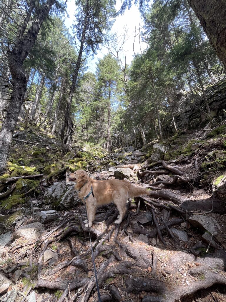 Golden Retriever on rocky forest trail at Acadia National Park