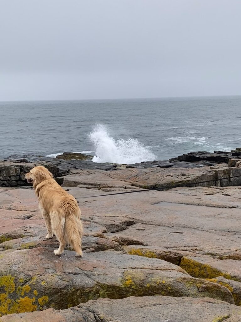 Golden Retriever standing on rocks with crashing waves in background