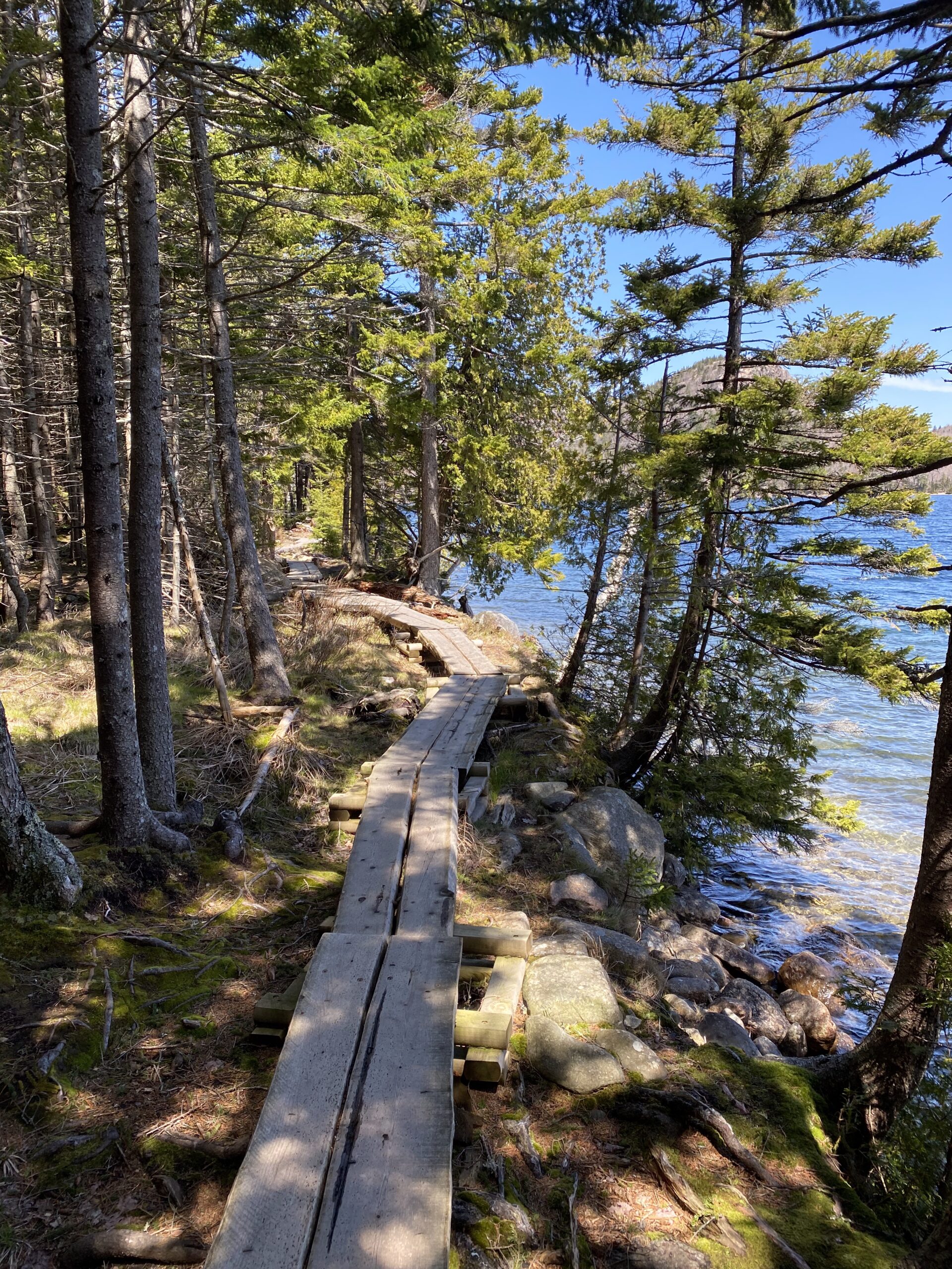 Raised Wooden Boardwalk through woods at Jordan Pond Path Acadia National Park