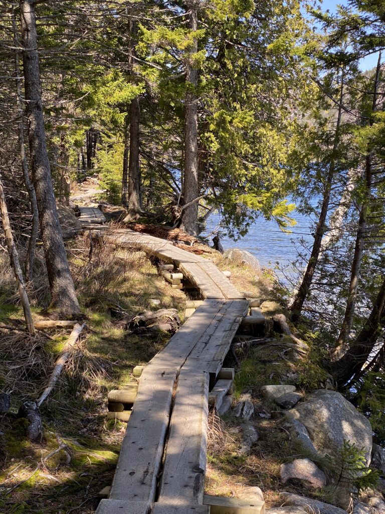 Wooden board trail through the trees at Jordan Pond Acadia National Park