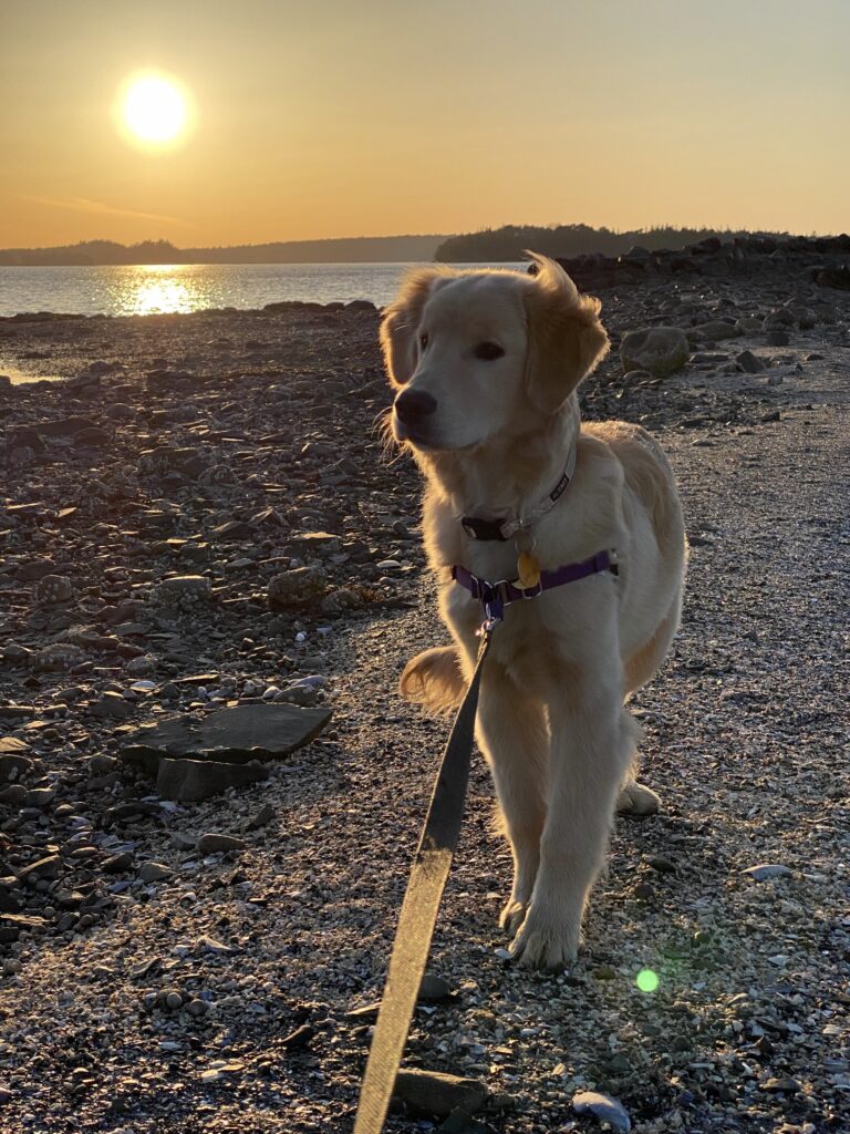 Golden retriever puppy standing on sandbar in Bar Harbor at sunset