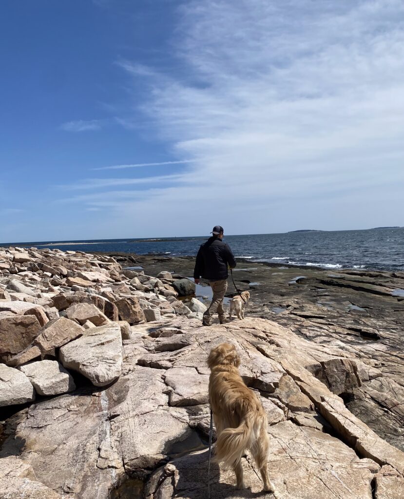 Golden Retrievers on Rocky Shore at Wonderland Trail one of the Dog Friendly Hikes at Acadia National Park