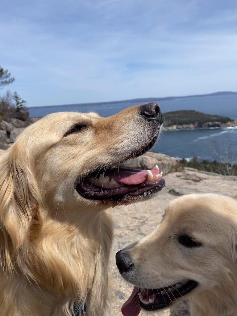 Two golden retrievers on top of Gorham Mountain overlooking ocean at Acadia National Park