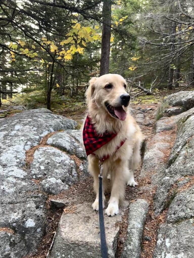 Golden Retriever Dog on trail in woods at Acadia National Park
