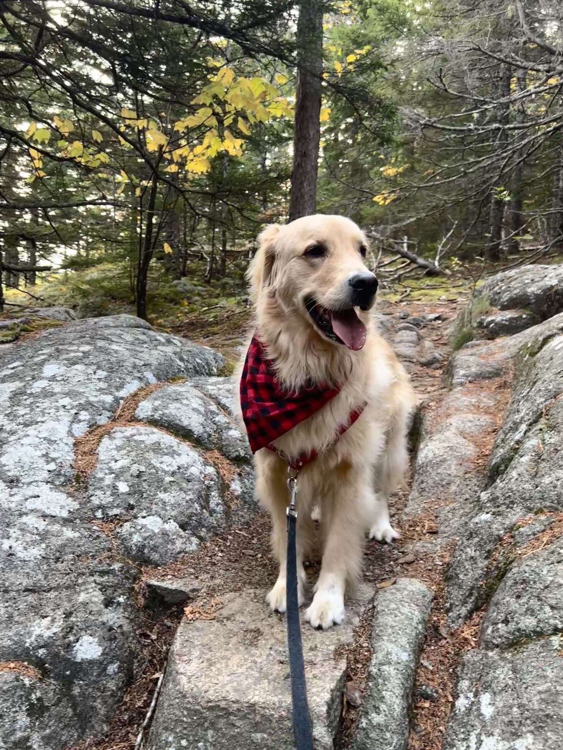 Golden Retriever Dog on trail in woods at Acadia National Park