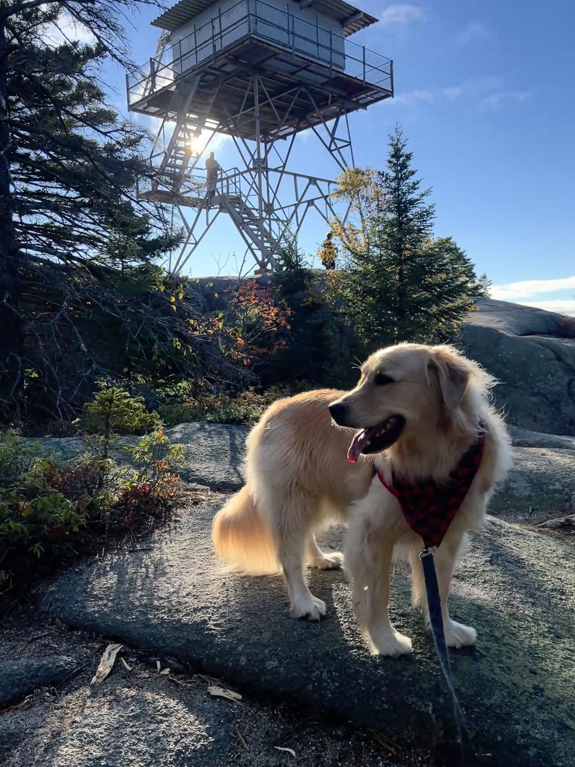 Golden Retriever in front of Beech Mountain Fire tower Acadia National Park