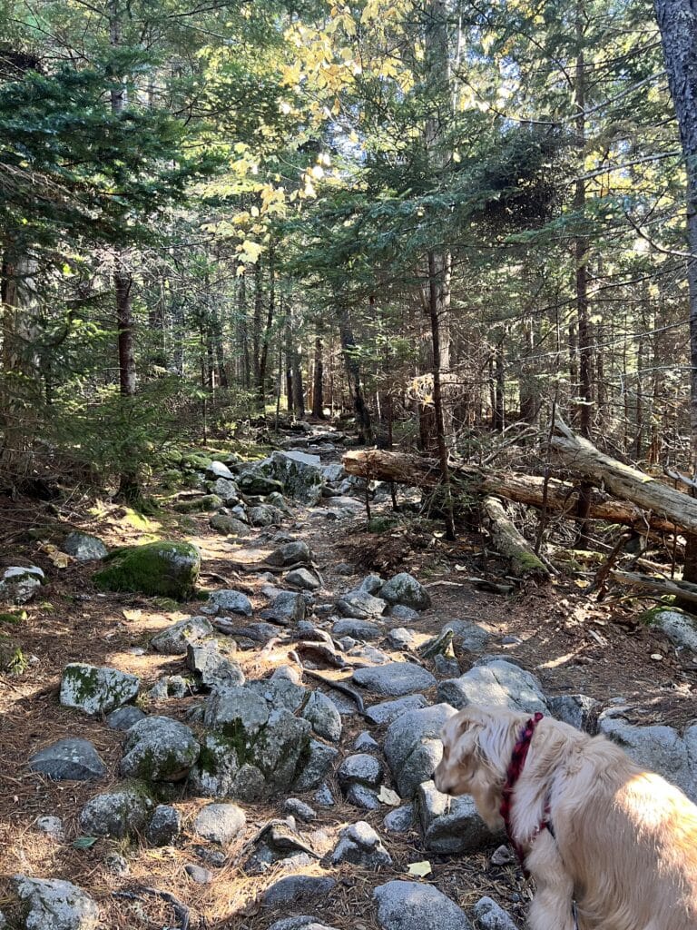 Picture of golden retriever looking up at a rocky path in the woods at Acadia National Park