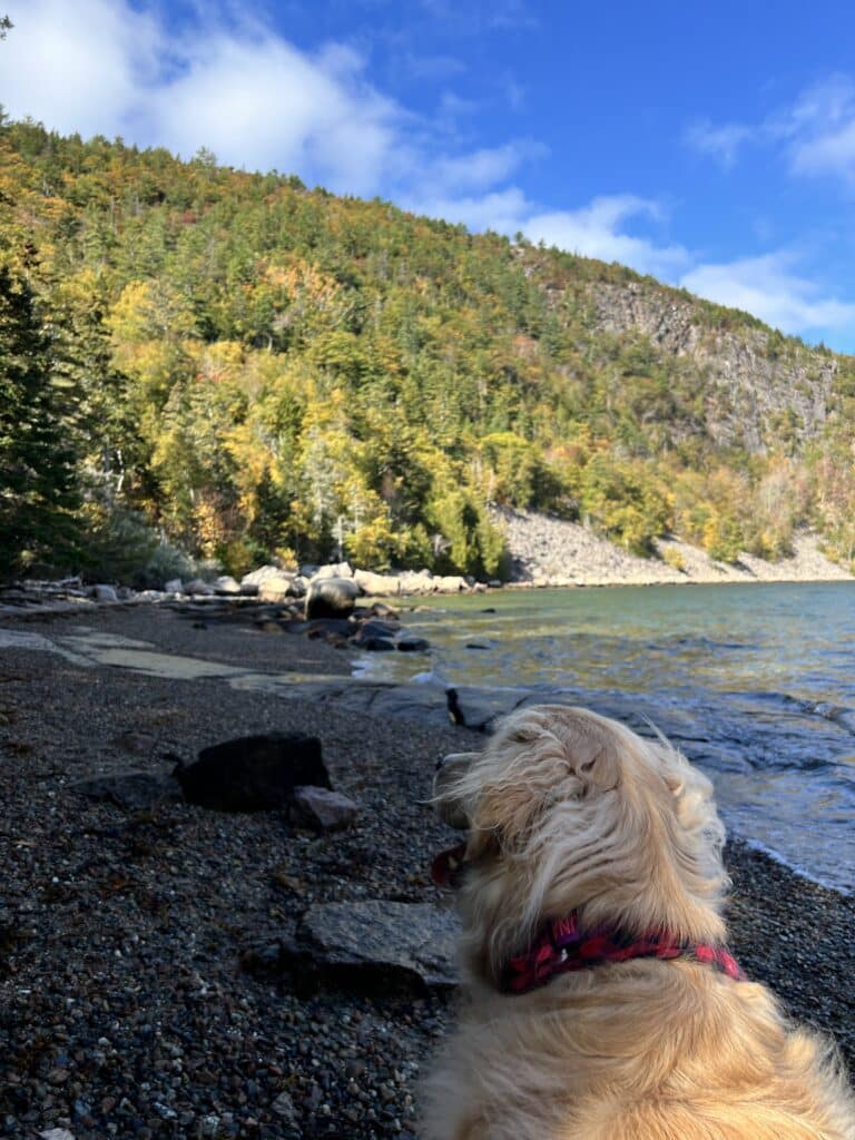 Picture of golden retriever on a sandy/rocky shore looking over water and trees