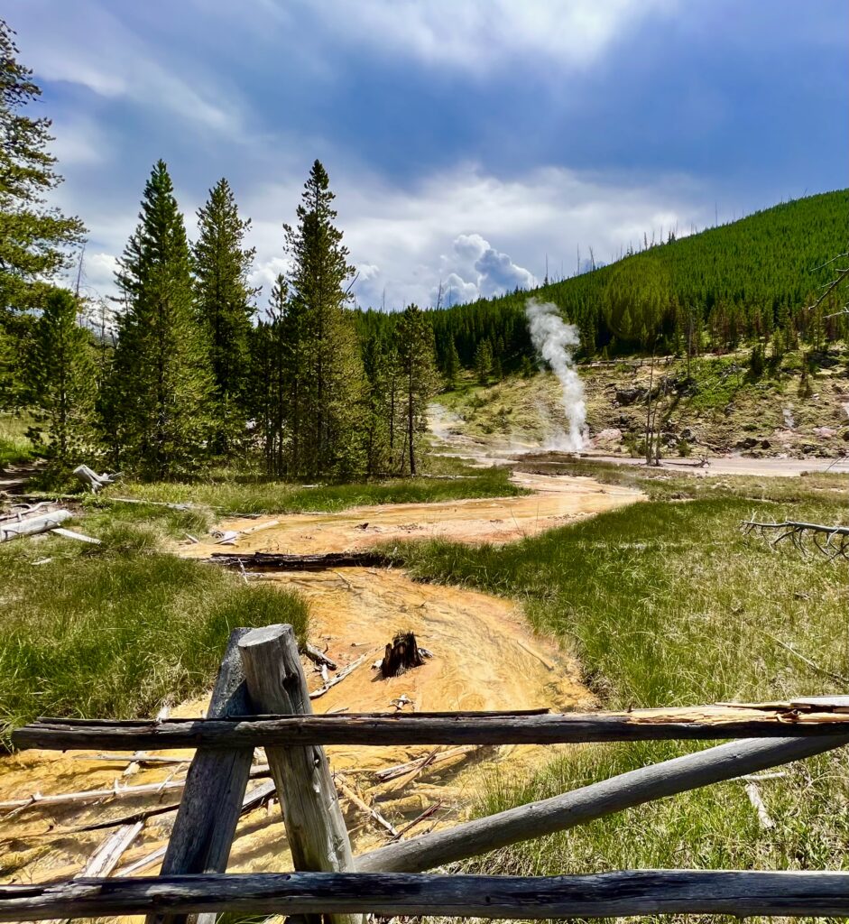 Picture of geothermal area with trees and steam at Yellowstone