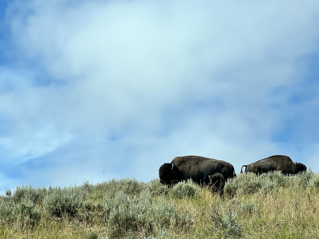 Bison at Yellowstone