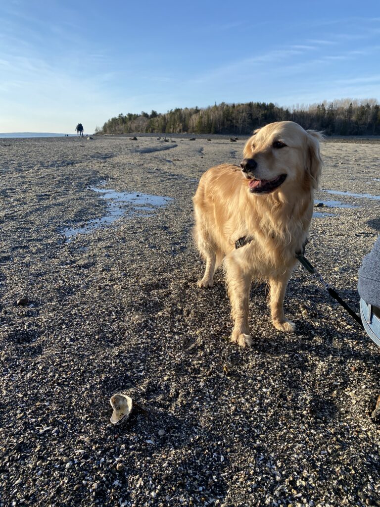 Picture of Golden Retriever on Gravel bar to Bar Island at low tide in Bar Harbor