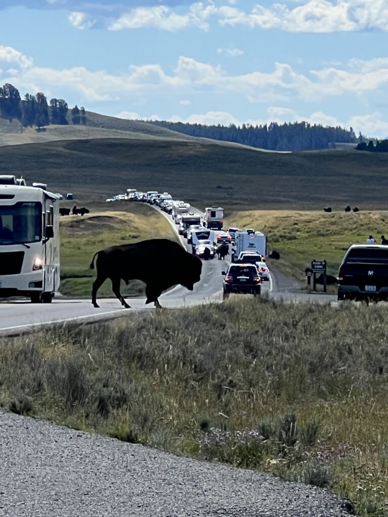 Line of cars through Hayden Valley with Bison crossing the road in Yellowstone national park