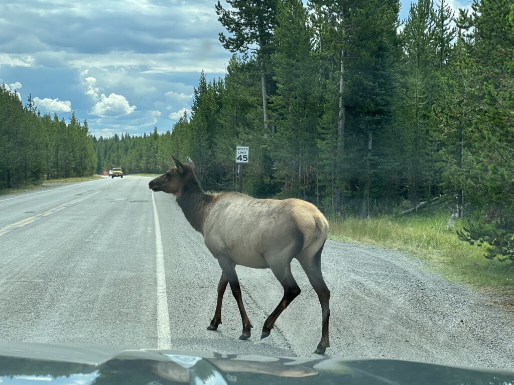Elk crossing the road at Yellowstone National Park