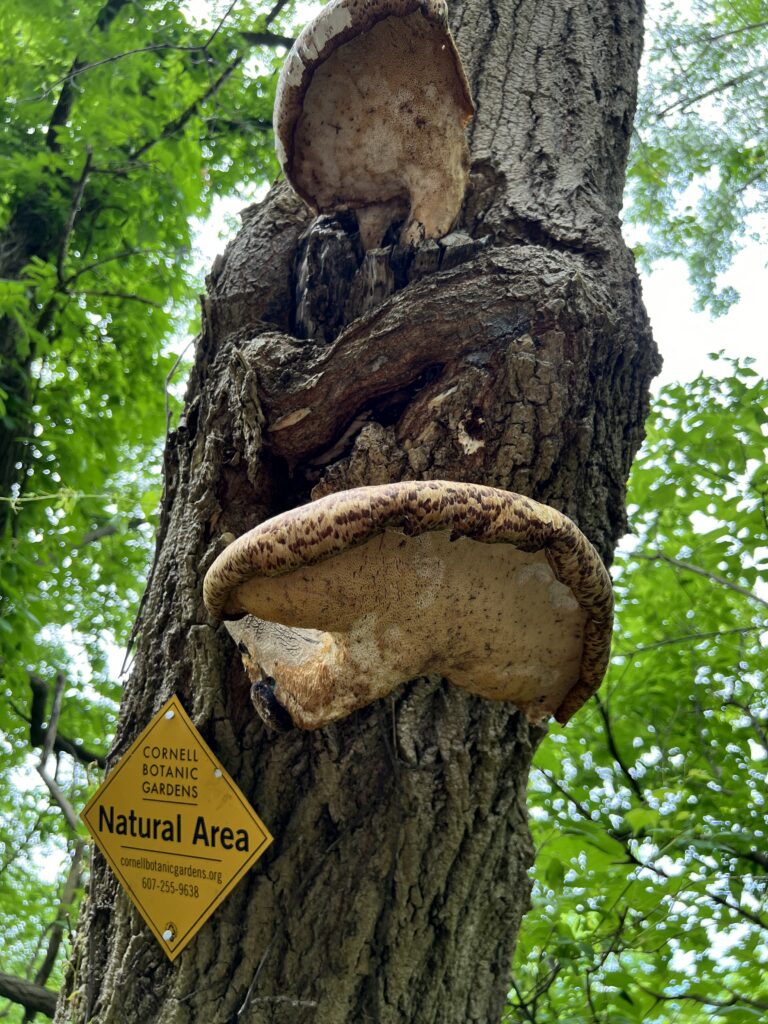 Mushroom growing on tree bark 