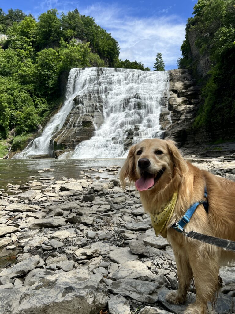 Golden retriever standing on trail with waterfall in background