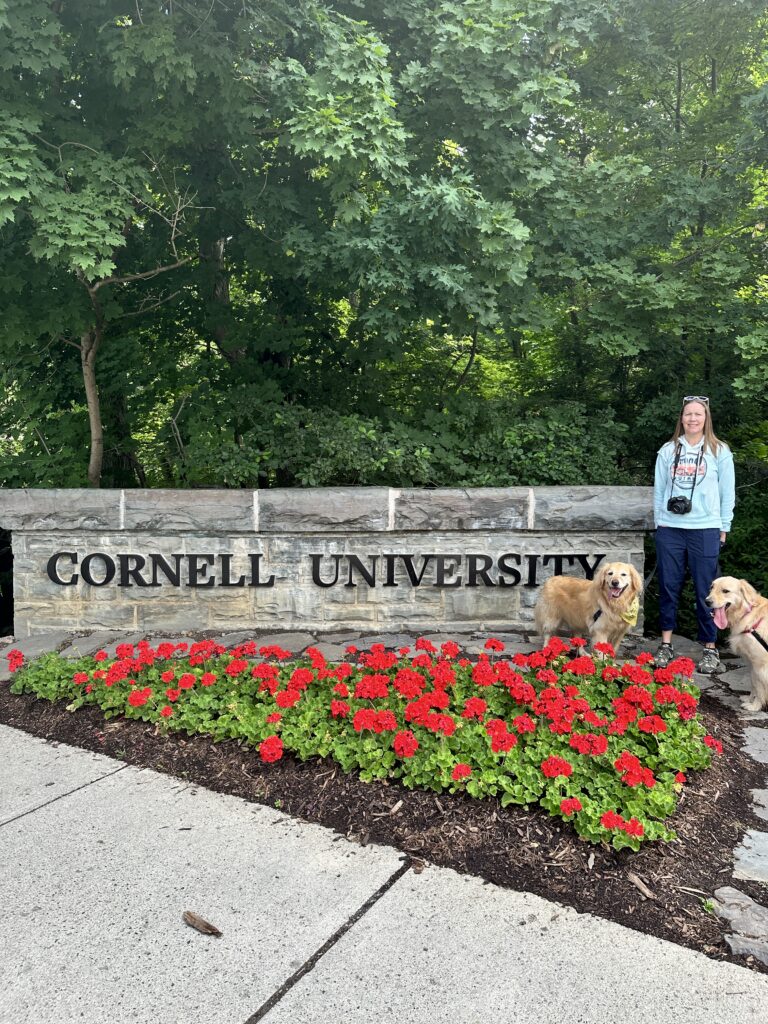 Picture of female and 2 golden retrievers standing in front of Cornell University sign with red flowers